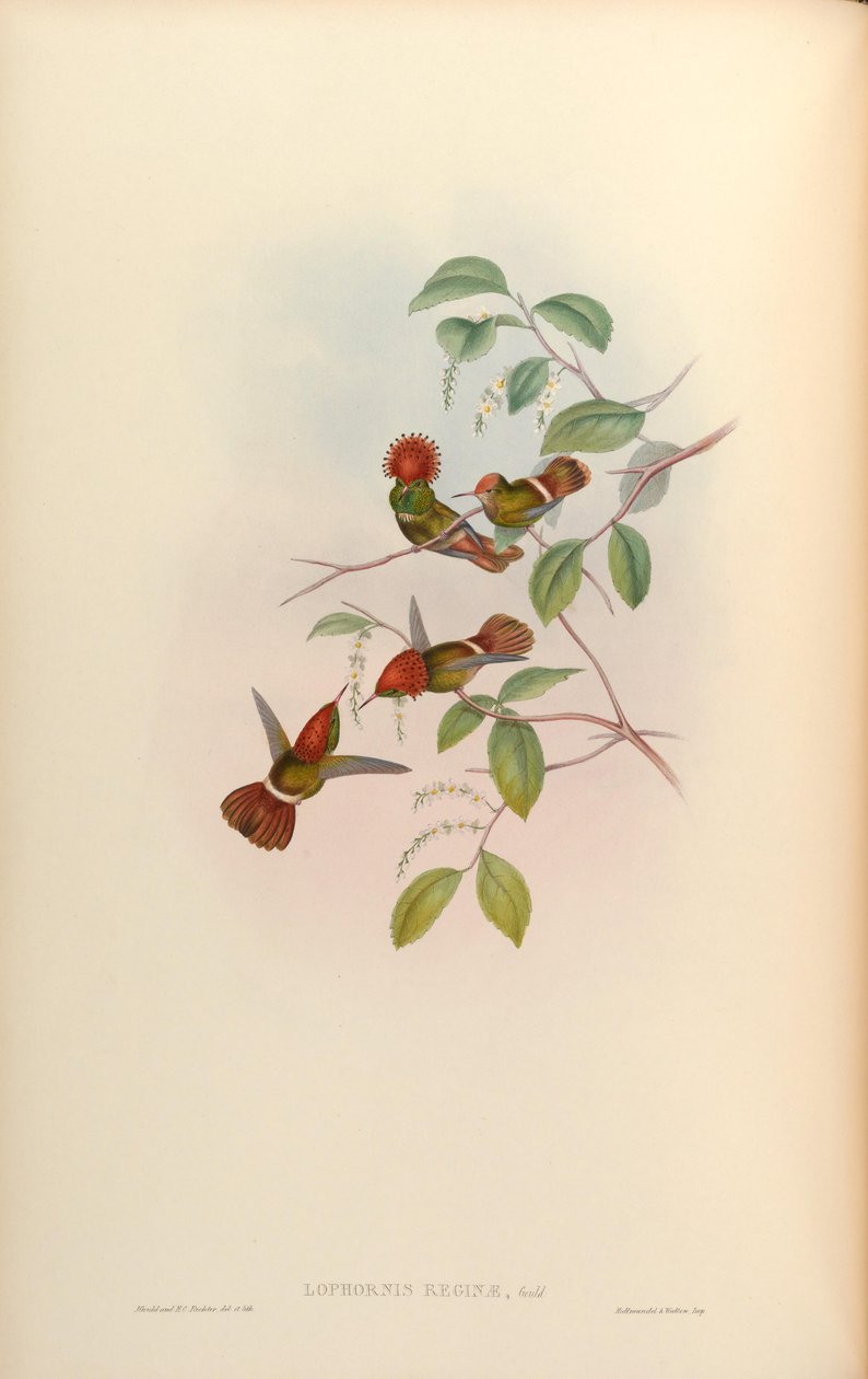 Lophornis Rainha = Lophornis stictolophus de John Gould
