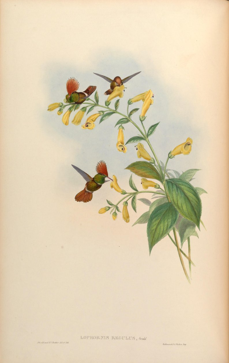 Lophornis regulus = Lophornis delattrei de John Gould