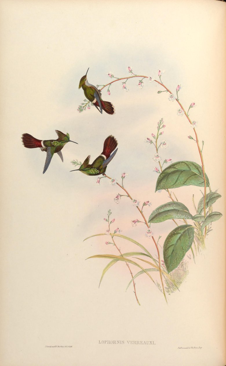 Lophornis verreauxi = Lophornis chalybaeus verrauxii de John Gould