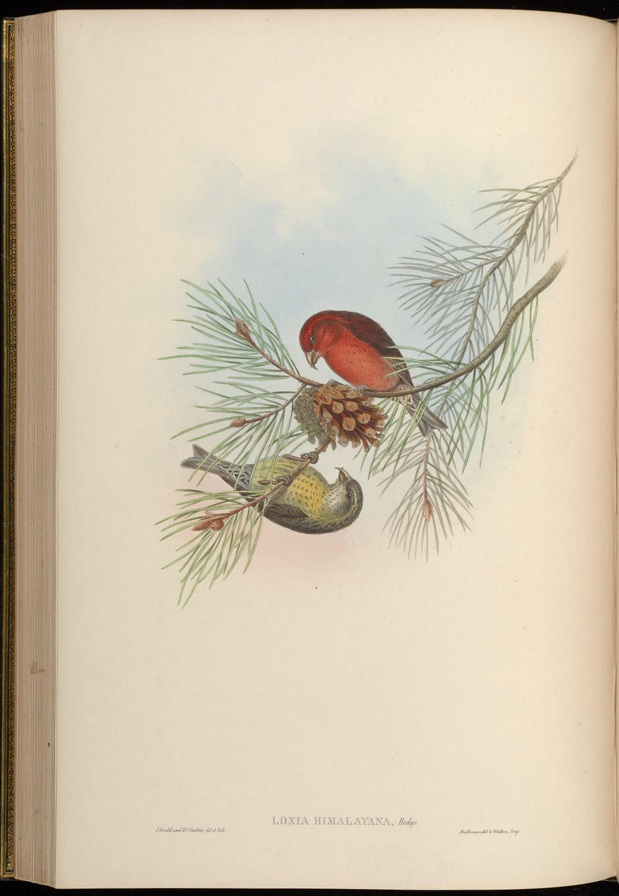 Loxia himalayensis = Loxia curvirostra himalayensis de John Gould