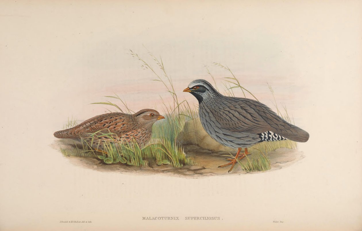 Malacoturnix superciliosus = Ophrysia superciliosa de John Gould