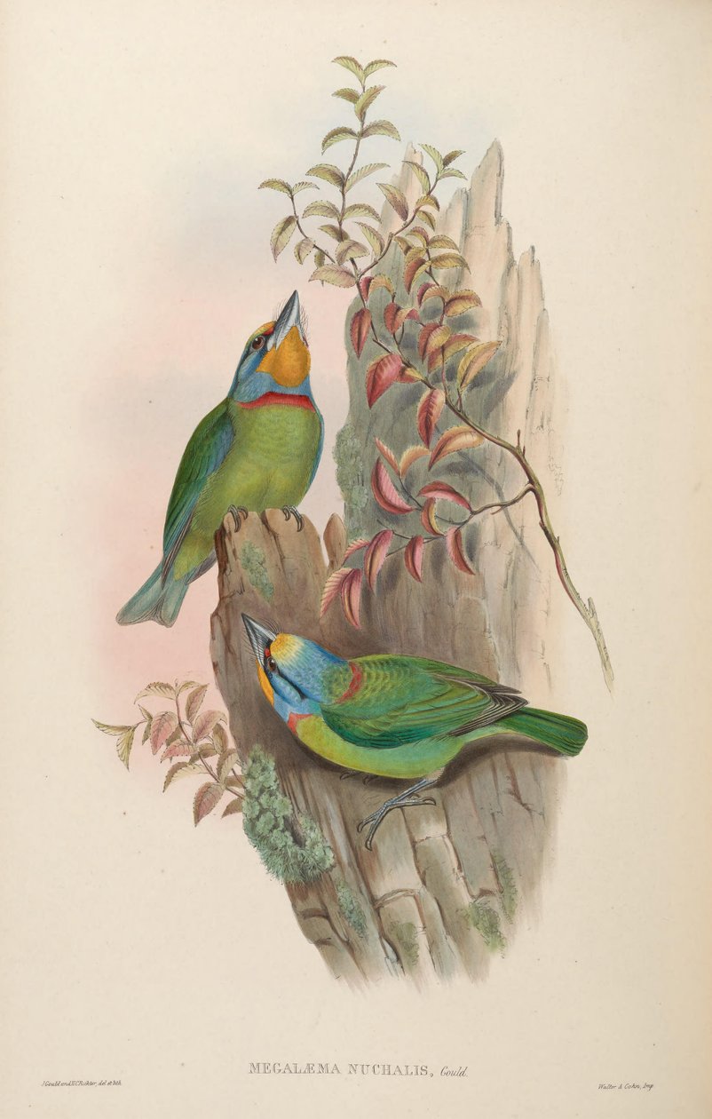 Megalaema nuchalis = Megalaima nuchalis de John Gould