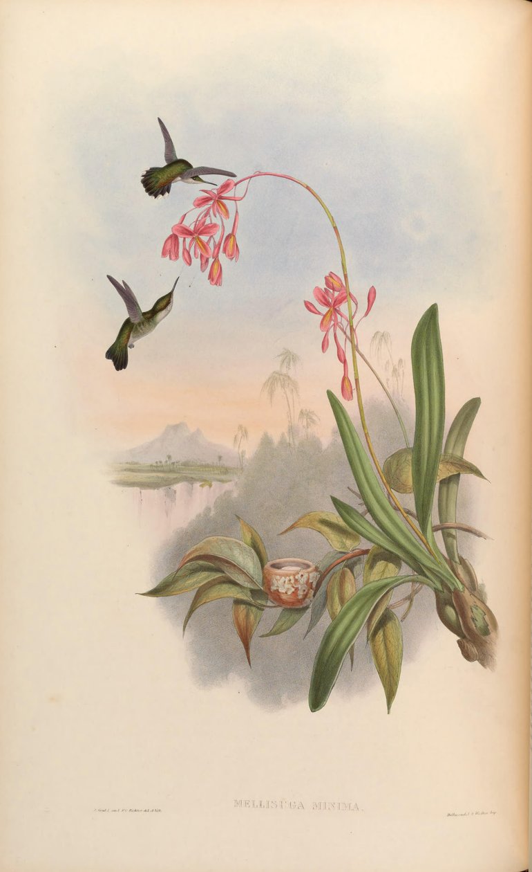 Mellisuga pequena de John Gould