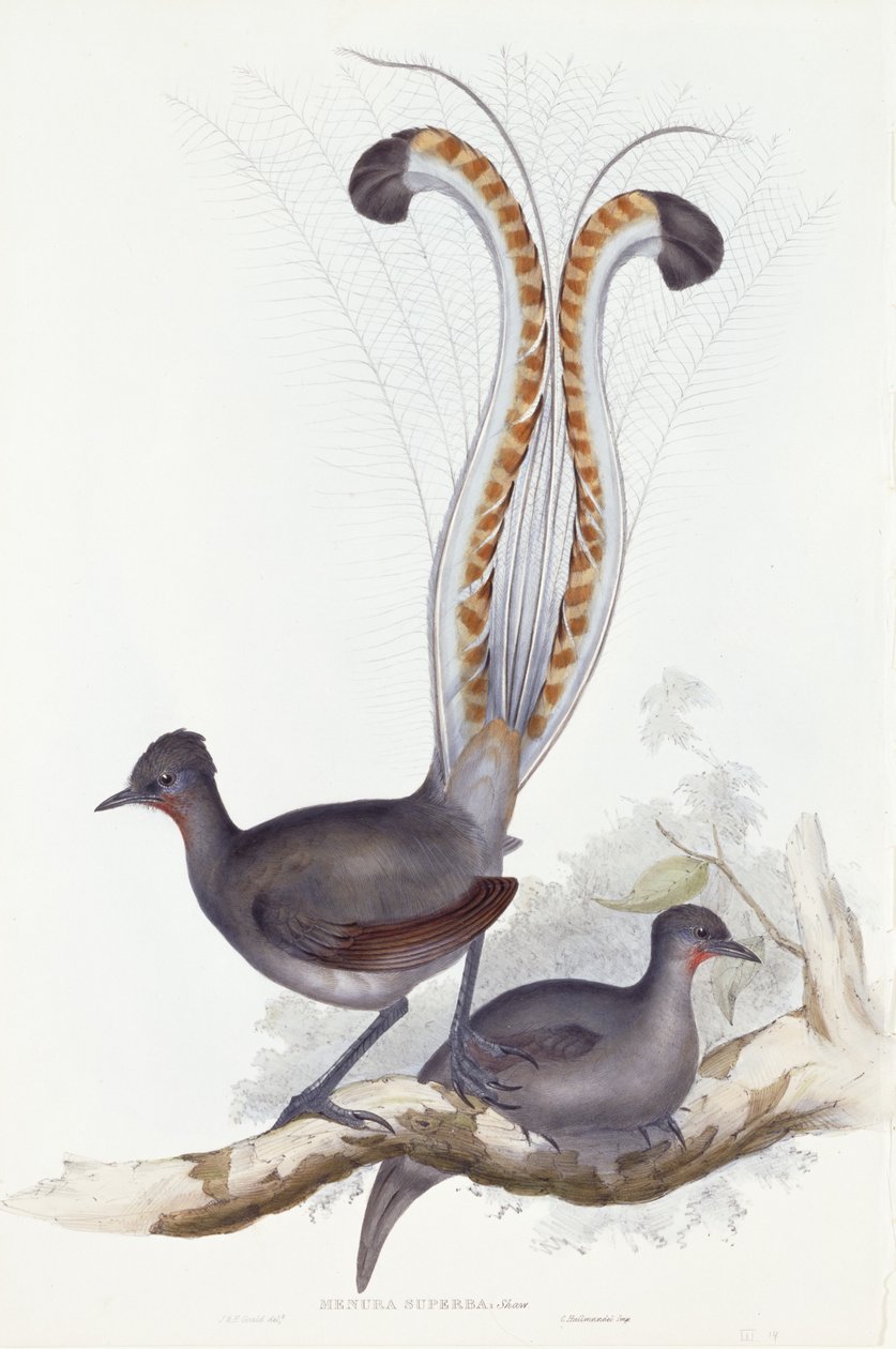 Superba menura: Shaw. Pl. 14. vol. III, 1837-1848 de John Gould