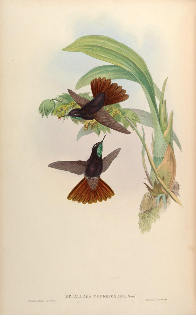 Metallura cupreicauda = Metallura Phoebe cupreicauda de John Gould