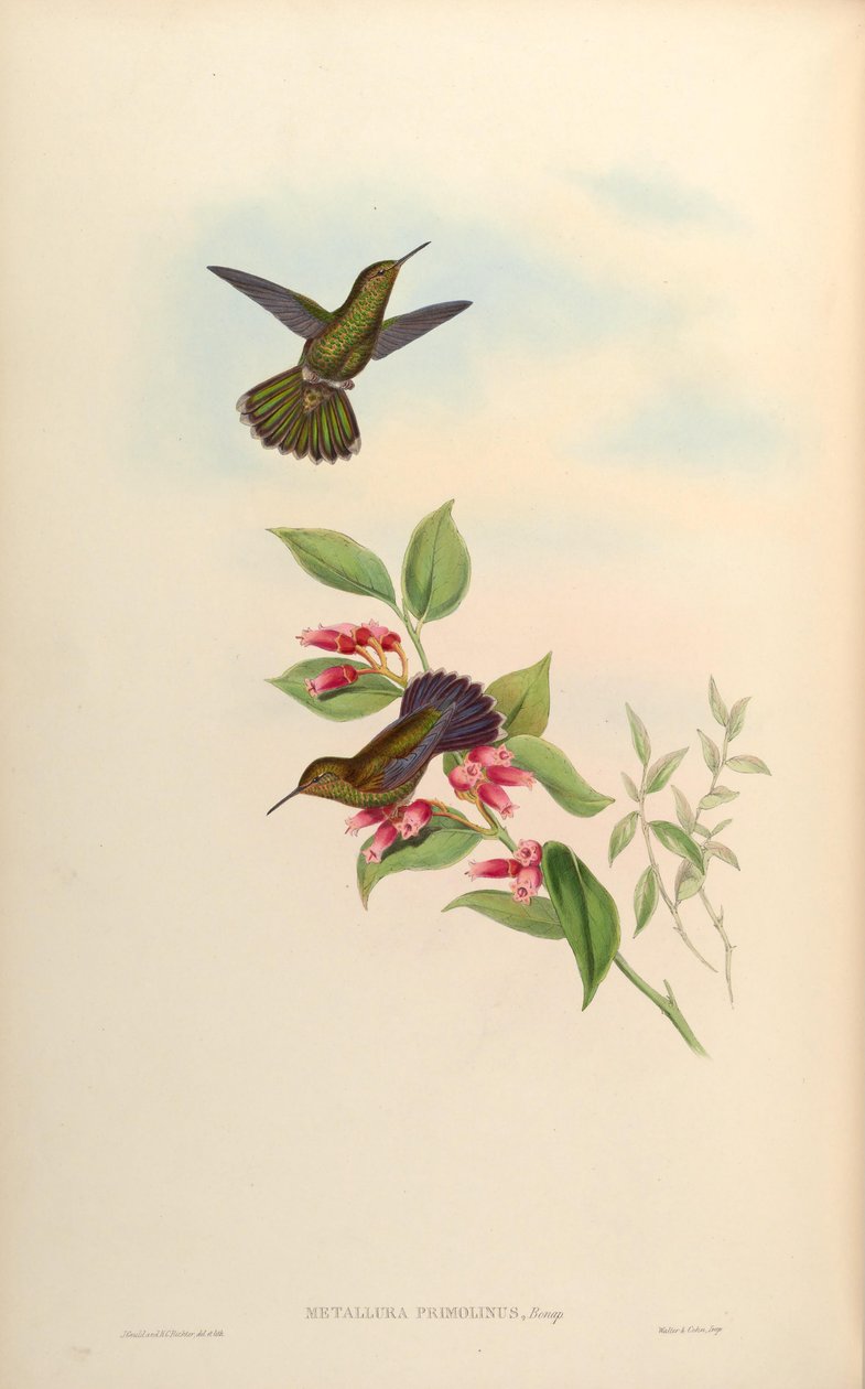 Metolina primolina = Metallura williami primolina de John Gould