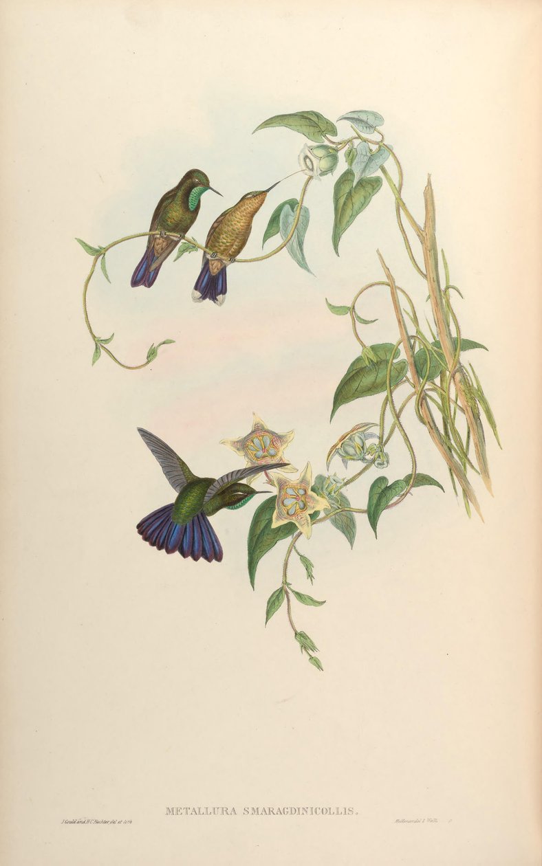 Metallura smaragdinicollis = Metallura tyrianthina emeraldsollollis de John Gould