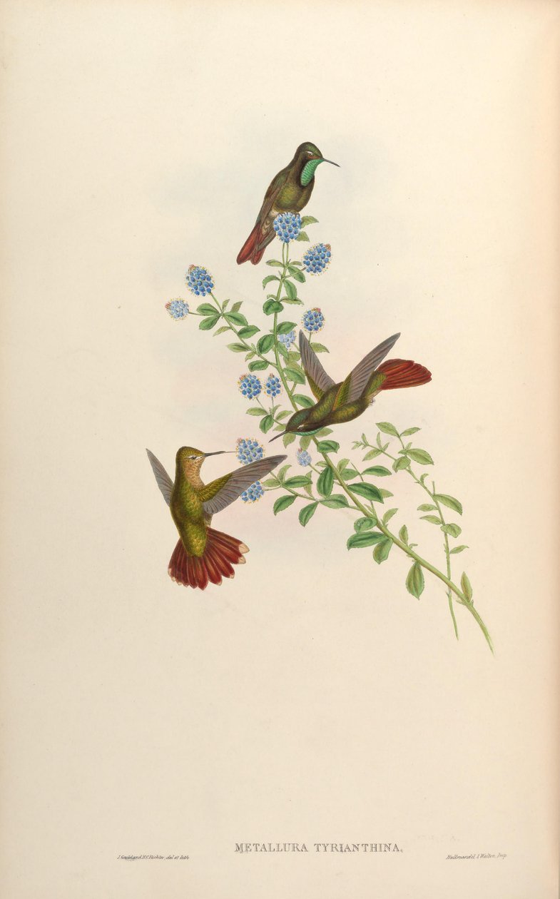 Metallura tyrianthina de John Gould
