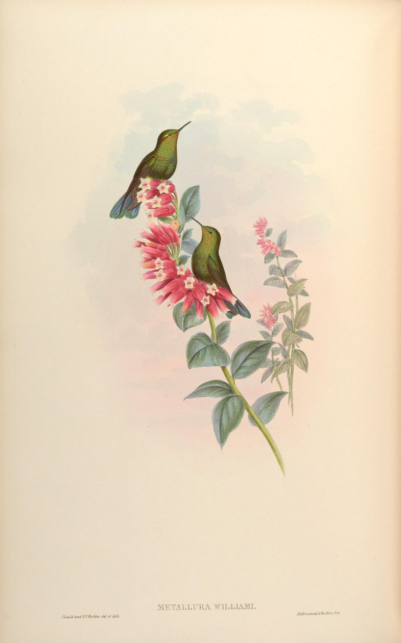 Metallura william de John Gould