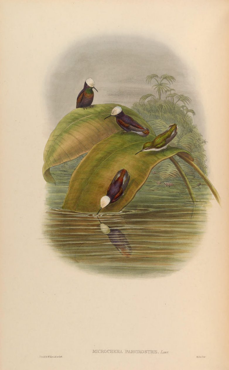 Microchera parvirostris = Microchip albocoronata parvirostris de John Gould