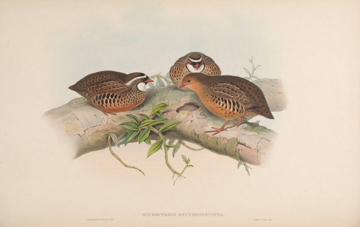 Microperdix erythrorhyncha = Perdicula erythrorhyncha de John Gould