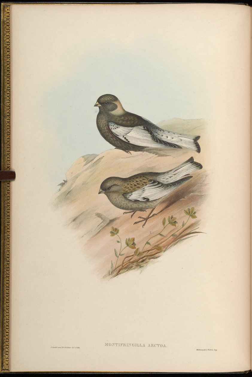 Montifringilla arctoa = Passer arctous = Leucosticte arctoa [2] de John Gould