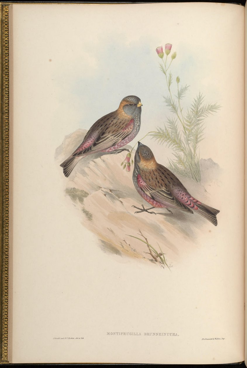 Montifringilla brunneinucha = Leucocita brunneinucha = leucostico arctoa brunneinucha [2] de John Gould