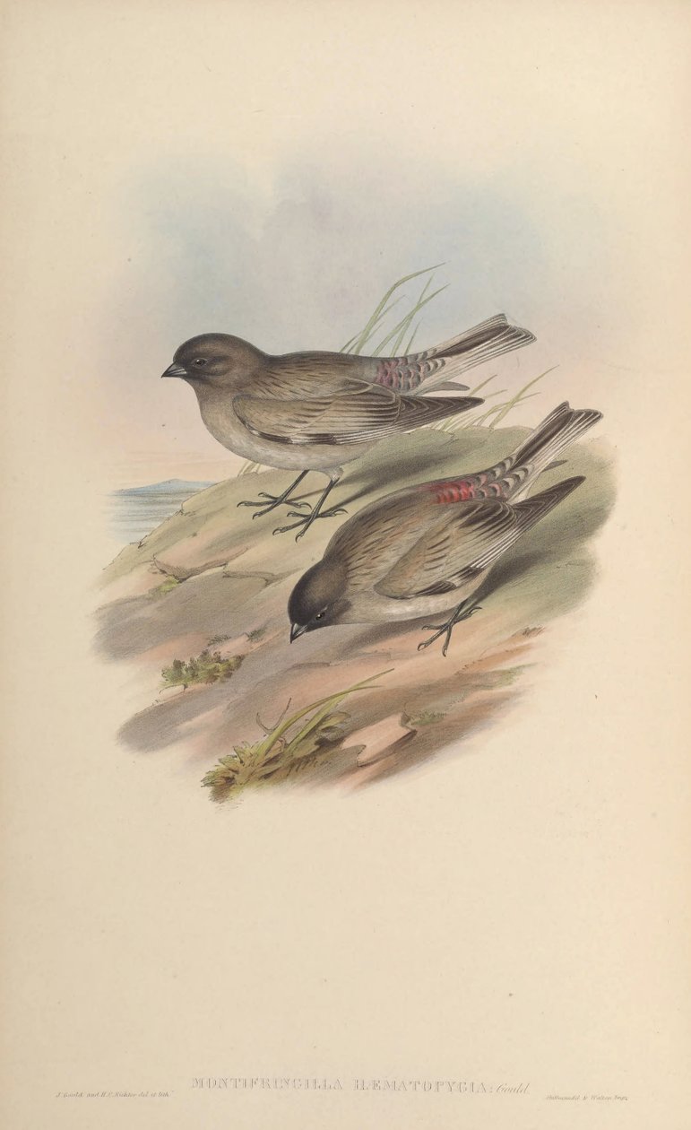 Hematopatia de Montifringilla = hematopatia de Leucosticte brandti de John Gould