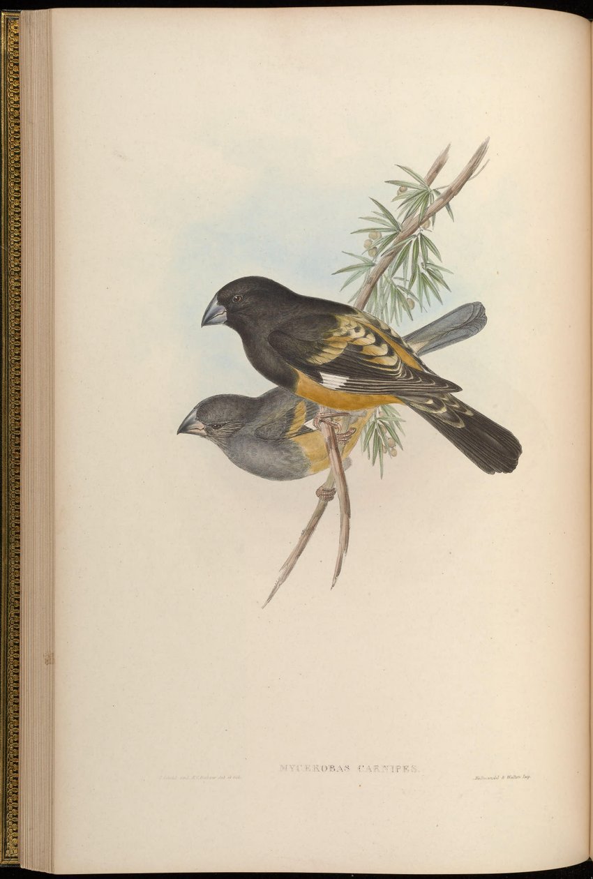 Mycerobas carnipes de John Gould