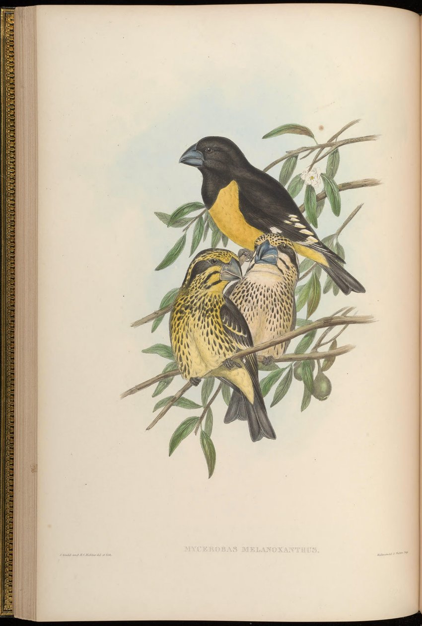 Mycerobas melanozanthos de John Gould