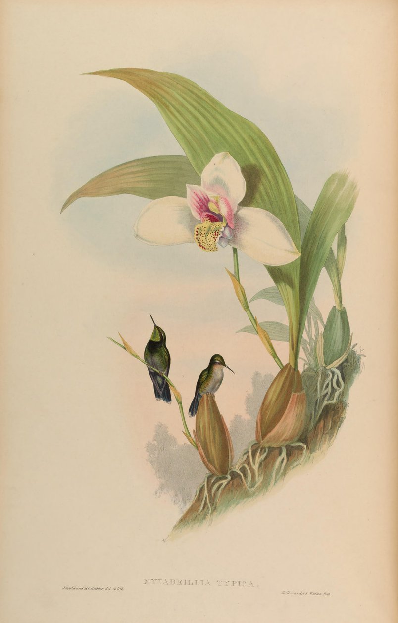 Myiabeilla typica = Abeille beillei de John Gould