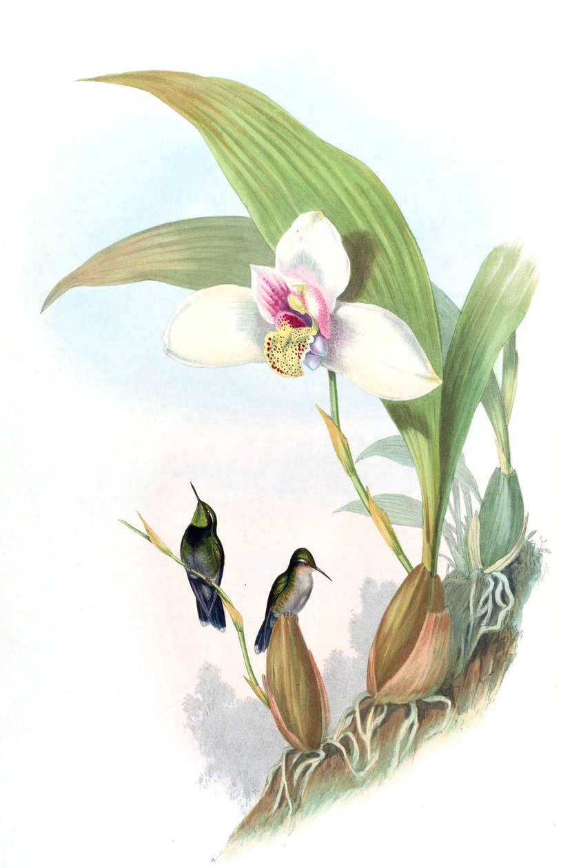 Myiabeilla typica = Abeille beillei de John Gould