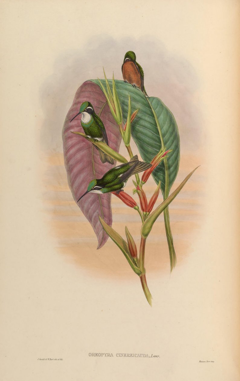 Oreopyra cinereicauda = Lampornis cinereicauda de John Gould