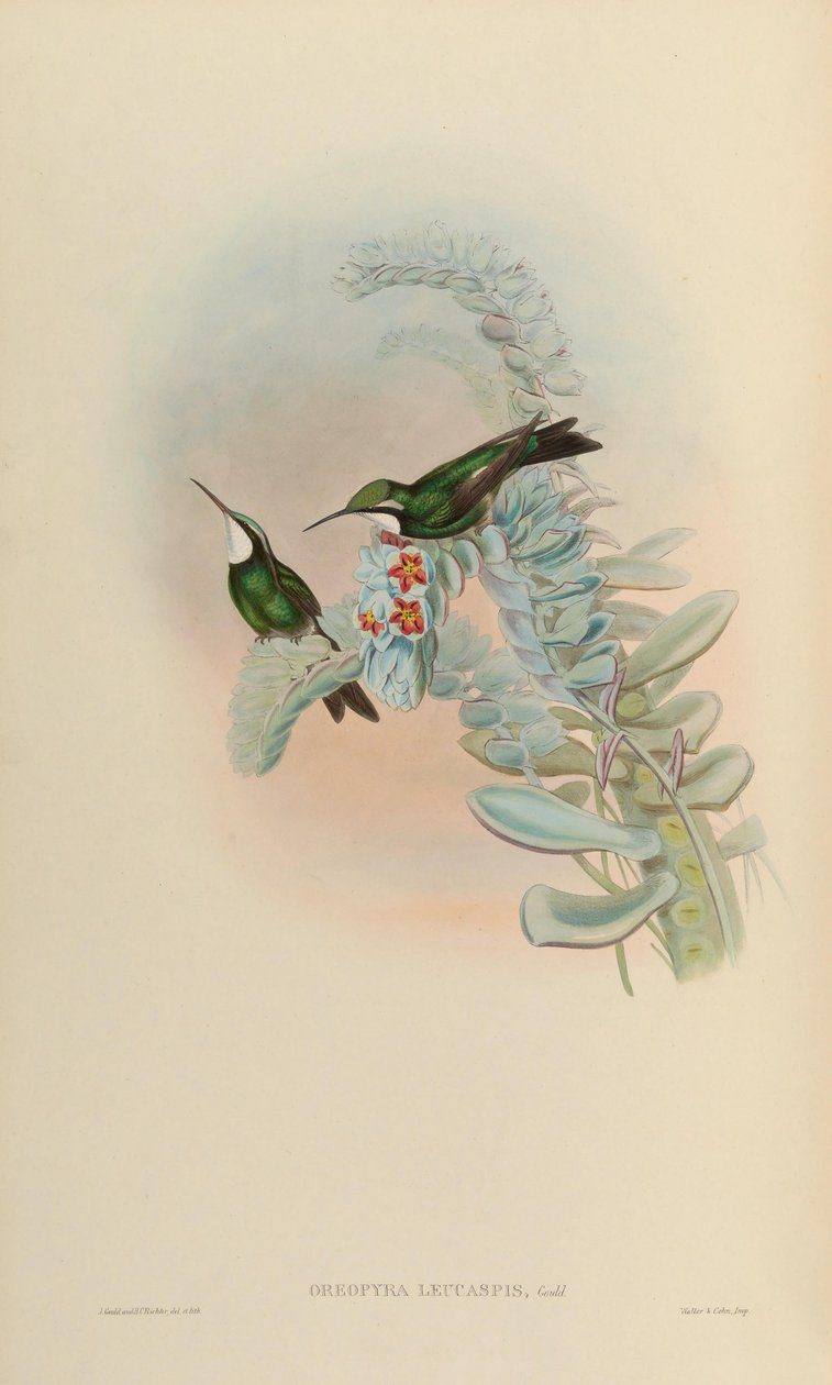 Oreopyra leucaspis = Lampornis castaneoventris de John Gould