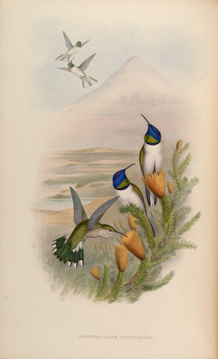 Oreotrochilus chimborazo de John Gould