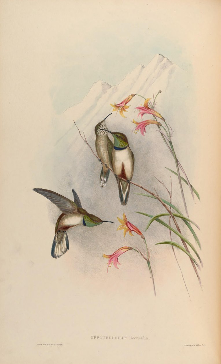 Oreotrochilus explode de John Gould