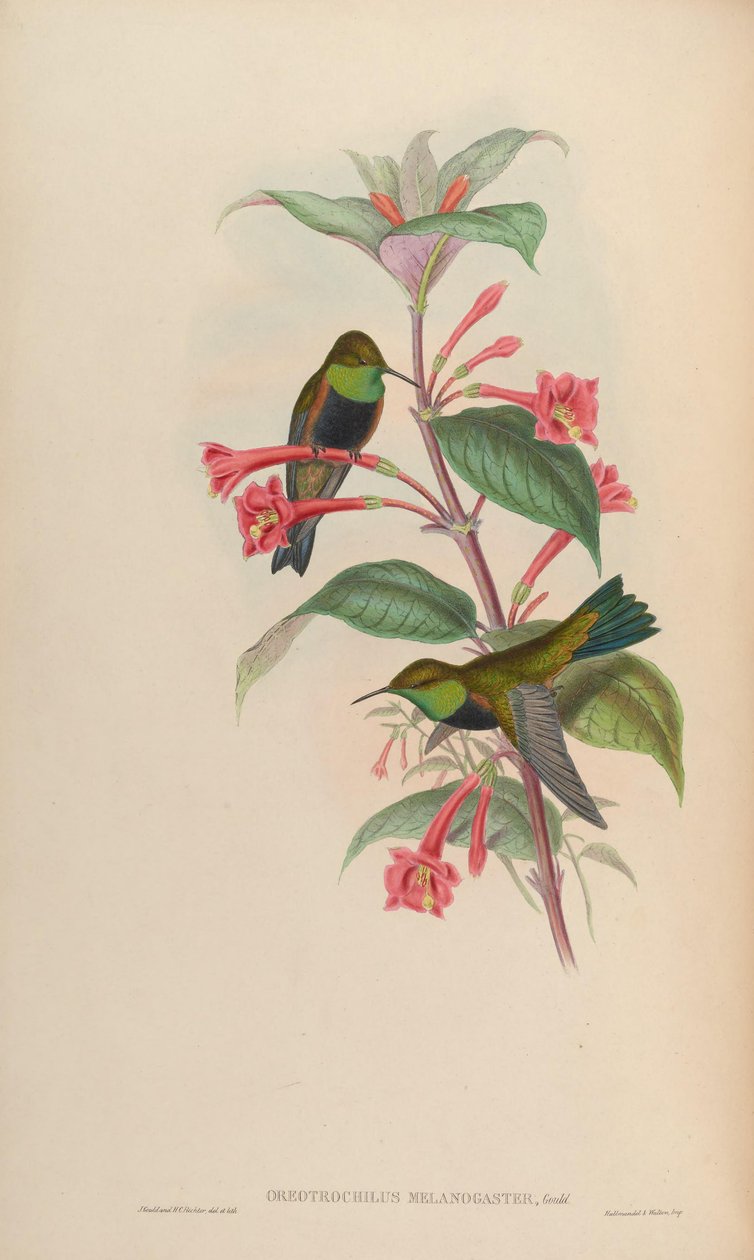 Oreotrochilus melanogaster de John Gould