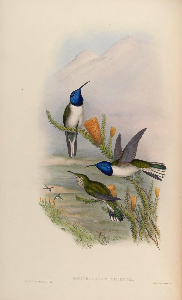 Oreotrochilus pichina = Oreotrochilus chimborazo jamesonii de John Gould
