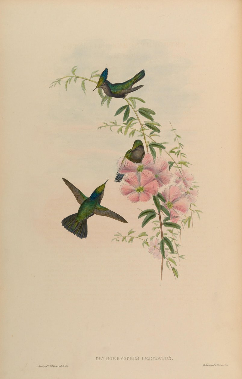 Orthorhynchus cristatus de John Gould