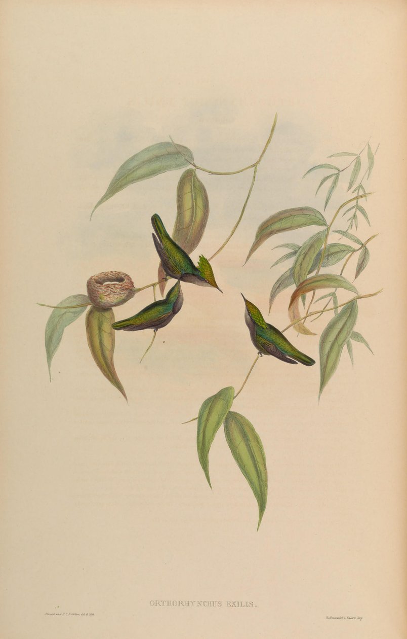 Orthorhynchus médios = crested uma ligeira orthorhynchus de John Gould