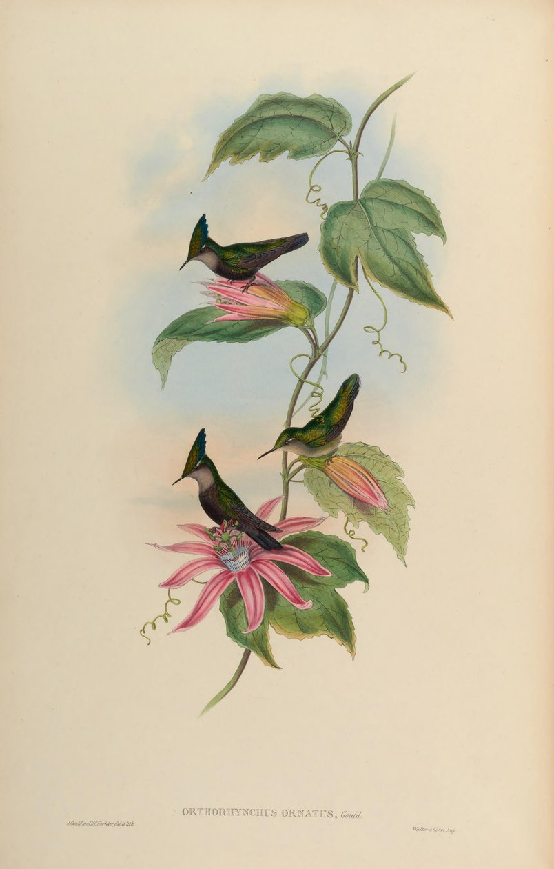 vestido Orthorhynchus que ela usava com crista = orthorhynchus de John Gould