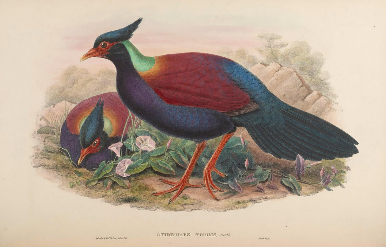 Otidiphaps nobilis de John Gould