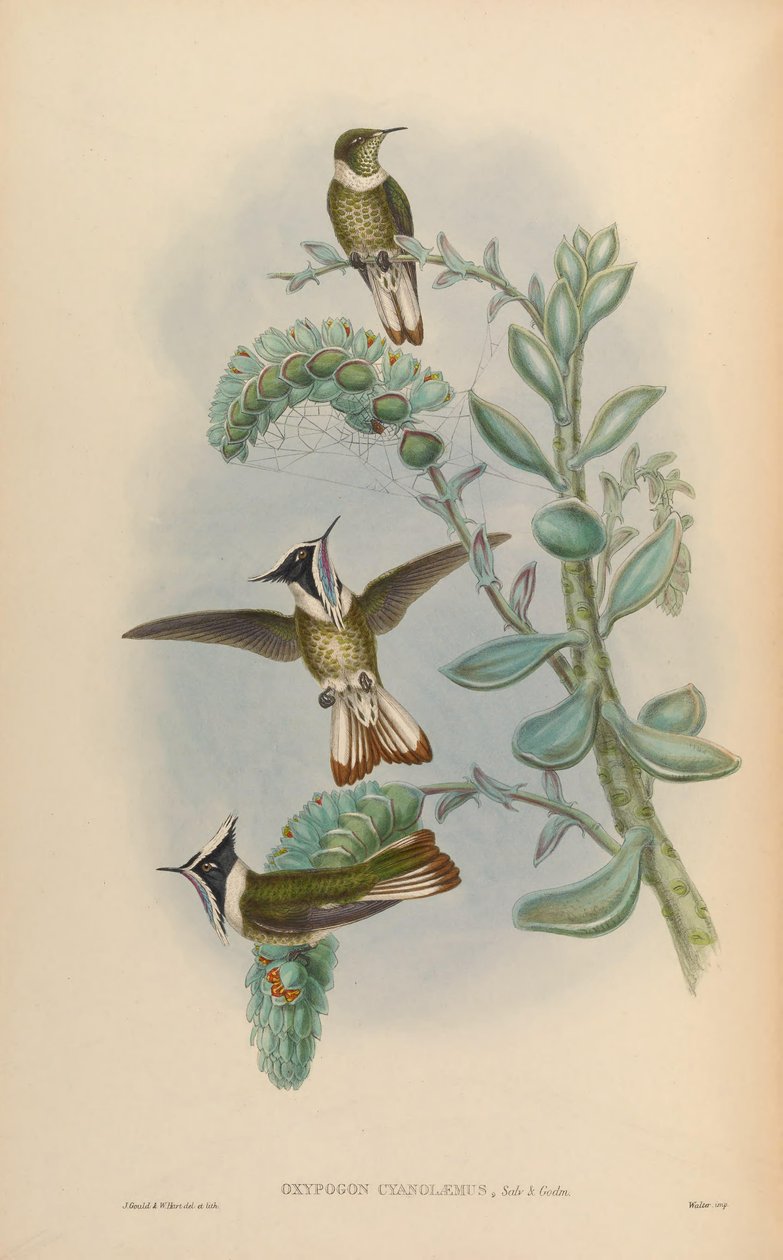 Oxipogon cyanolaemus = Oxypogon guerinii cyanolaemus de John Gould