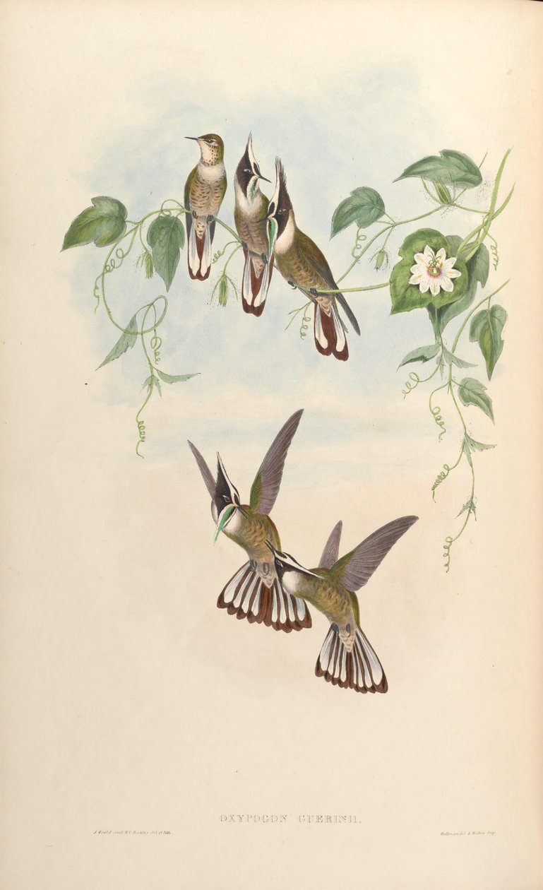 Oxipogon guerinii de John Gould