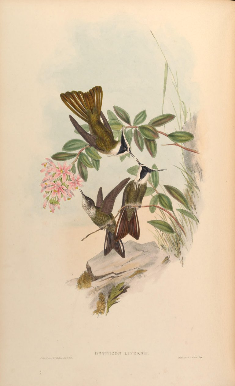Oxypogon lindenii = Oxypogon guerinii lindenii de John Gould