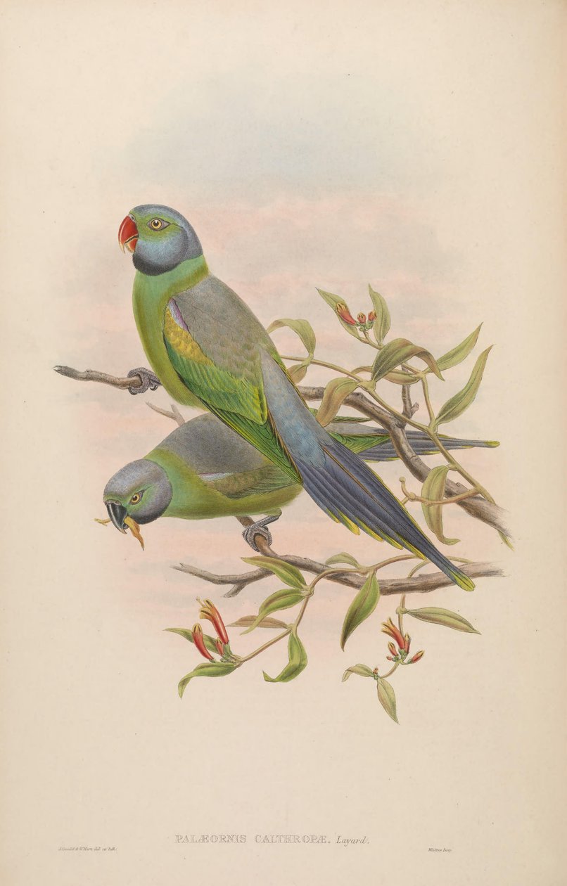 Palaeornis calthropae = Psittacula calthropae de John Gould