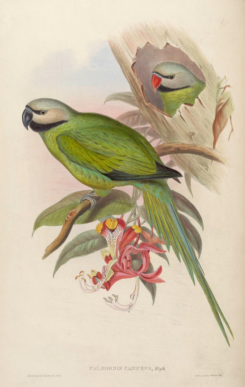 Palaeornis caniceps = Psittacula caniceps de John Gould
