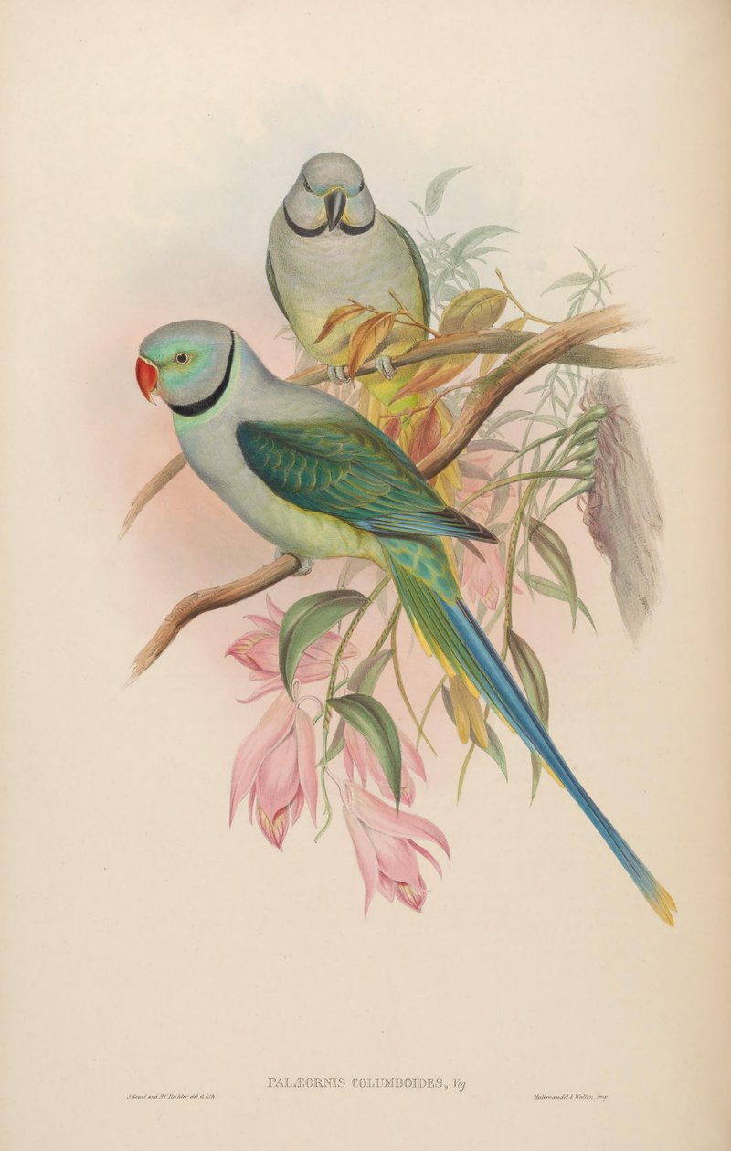 Columboides de Palaeornis = columboides de Psittacula de John Gould