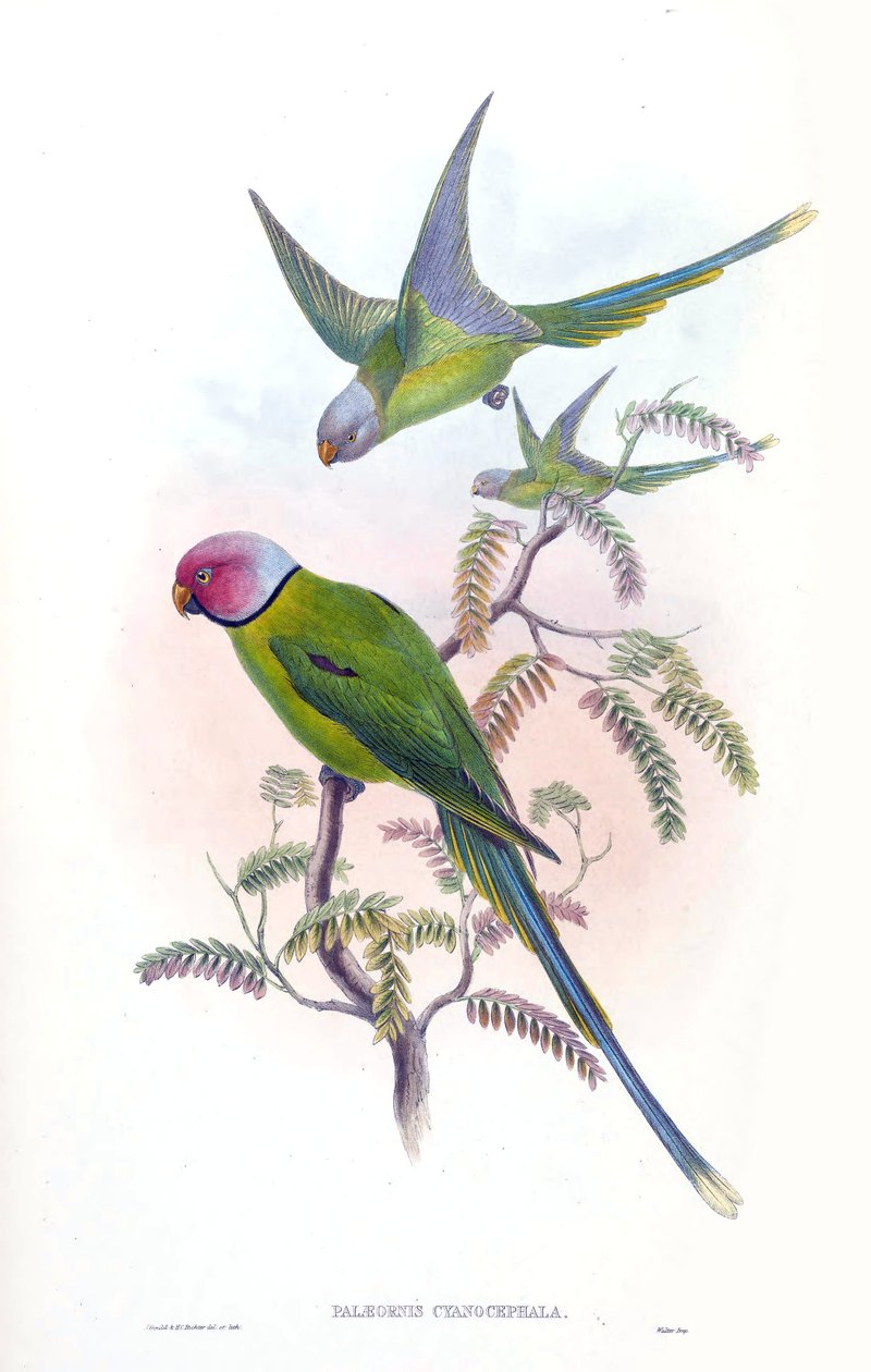 Palaeornis cyanocephalus = Psitacula cyanocephala [2] de John Gould