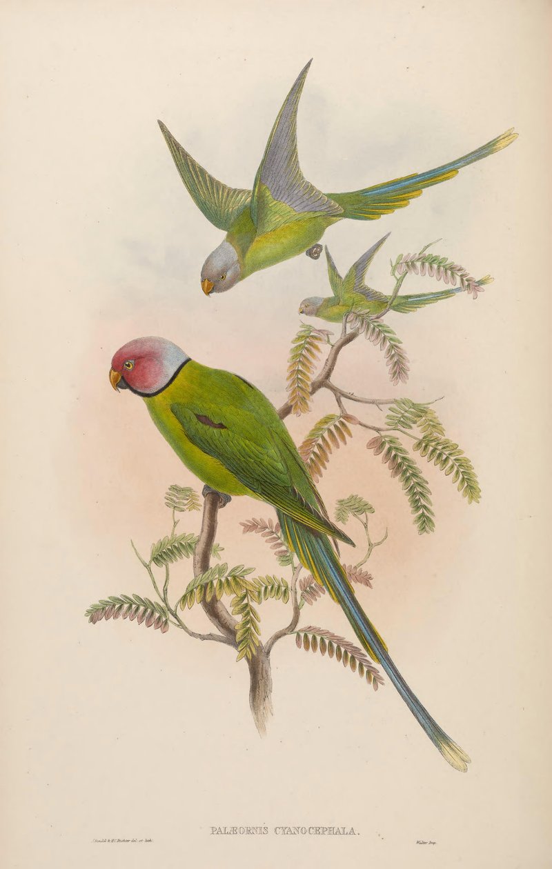 Palaeornis cyanocephalus = Psitacula cyanocephala [2] de John Gould