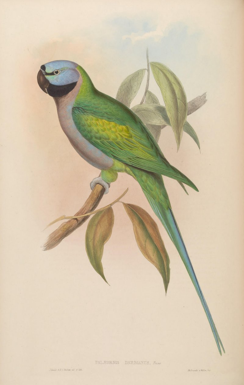 Palaeornis derbianus = Psittacula derbiana de John Gould