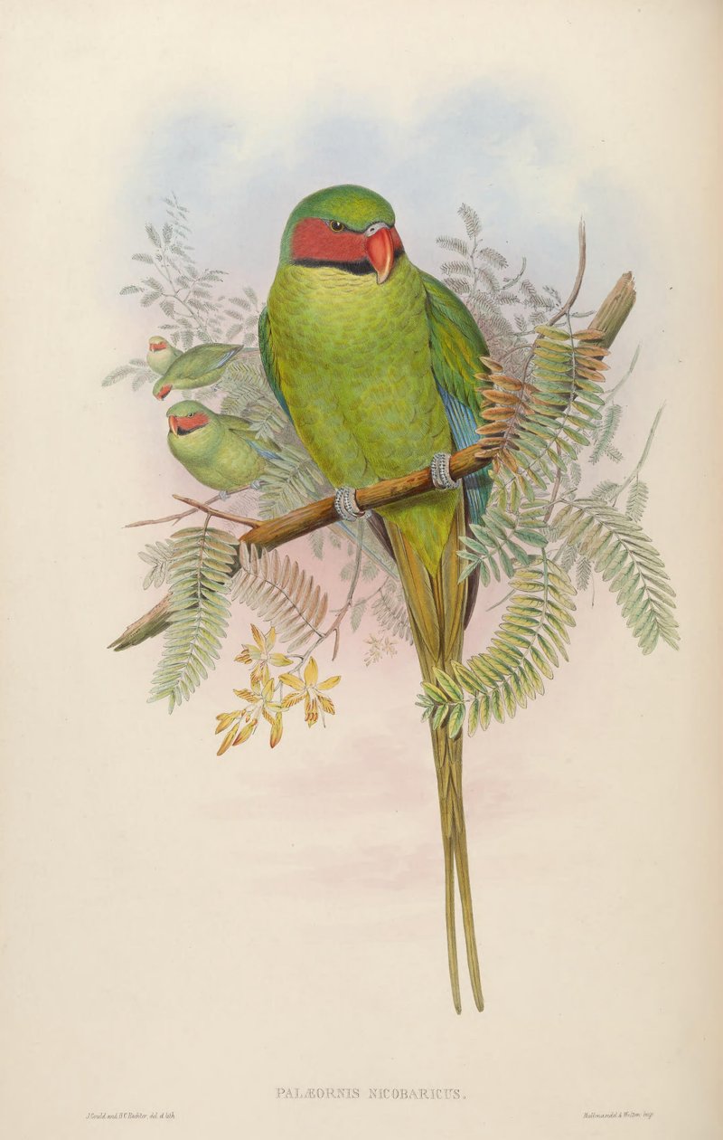 Palaeornis nicobaricus = Psittacula longicauda tytleri de John Gould