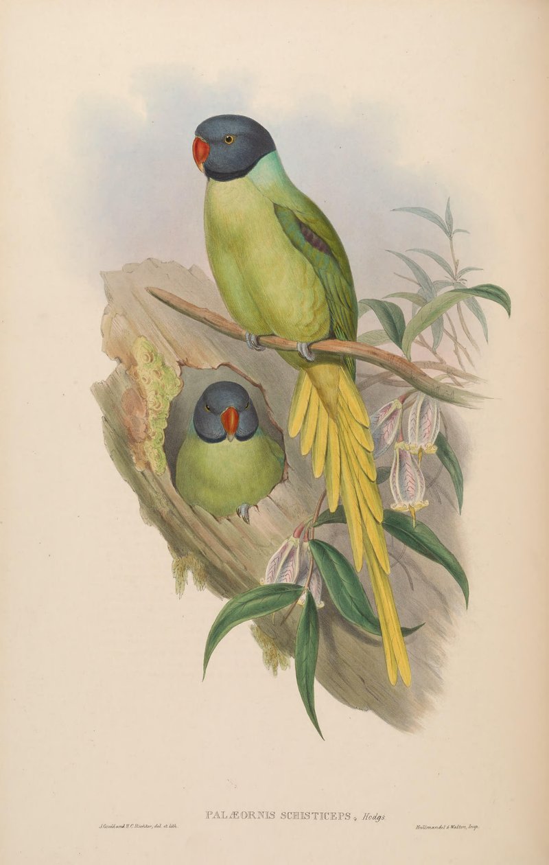 Palaeornis schisticeps = Psittacula finschii de John Gould