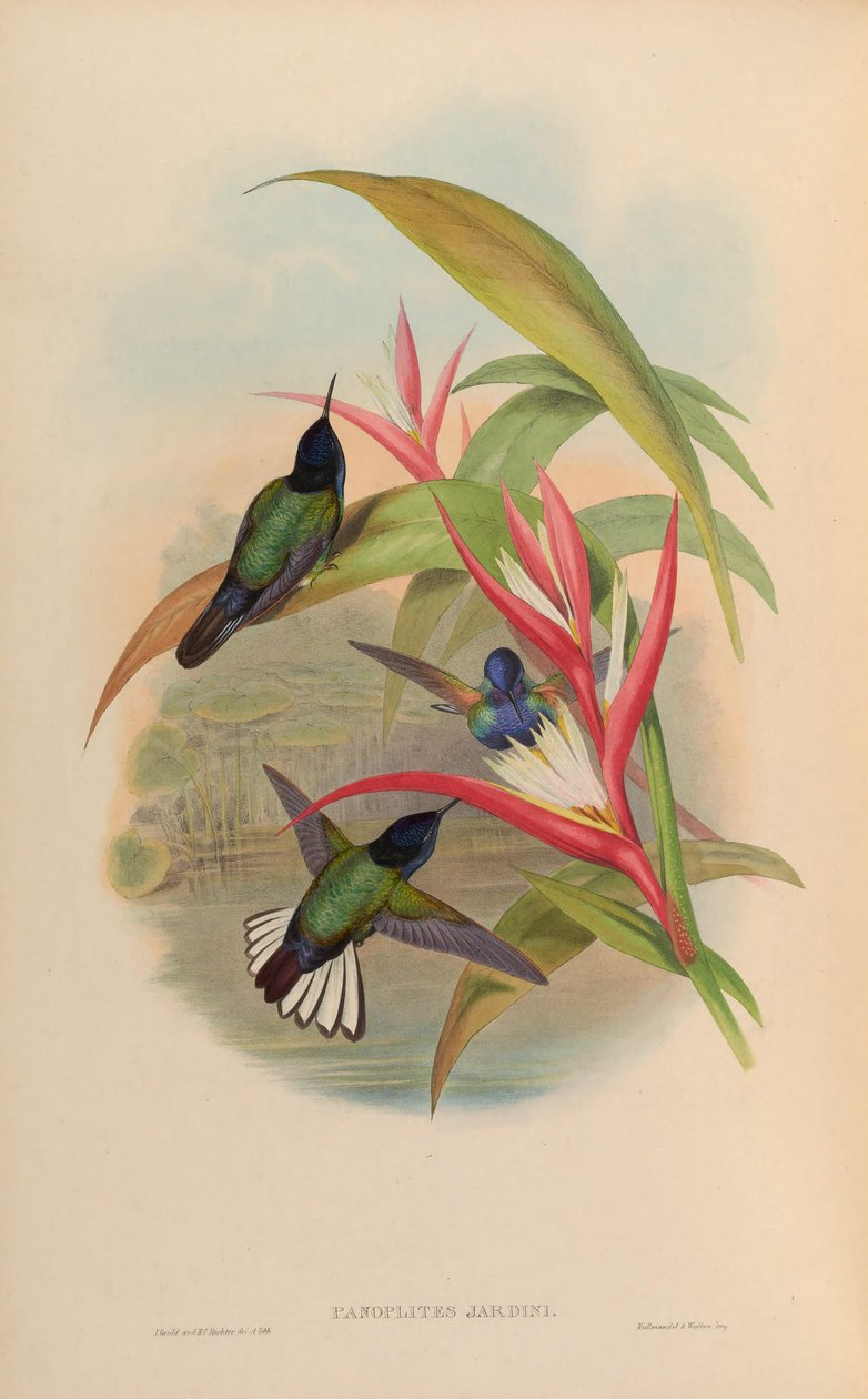Conjunto de jardinagem = jardinagem Boissonneaua de John Gould