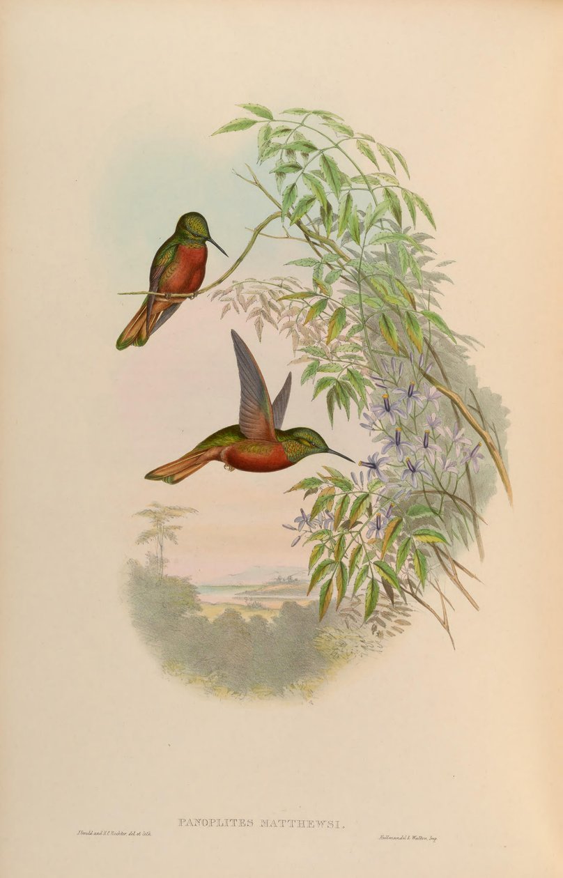 Panoplites matthewsii = Boissonneaua matthewsii de John Gould