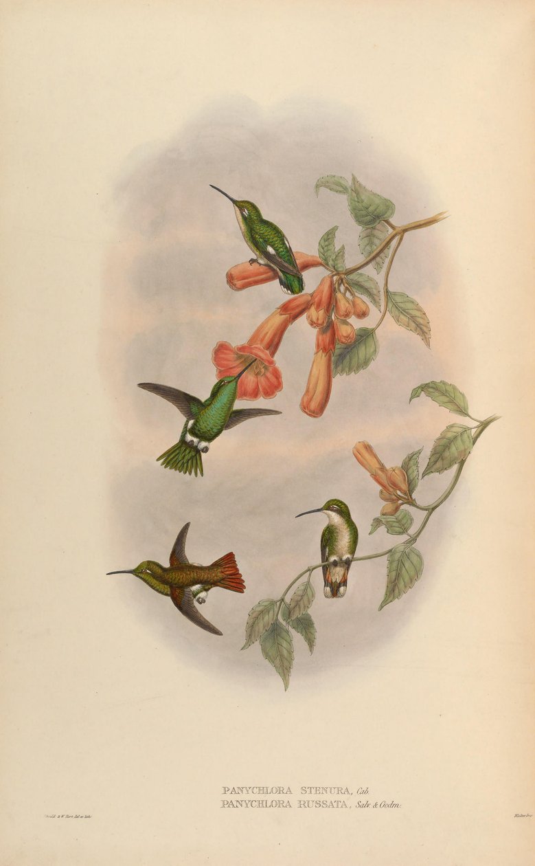 Panychlora russata = Chlorostilbon russatus Panychlora stenura = Chlorostilbon stenurus [2] de John Gould