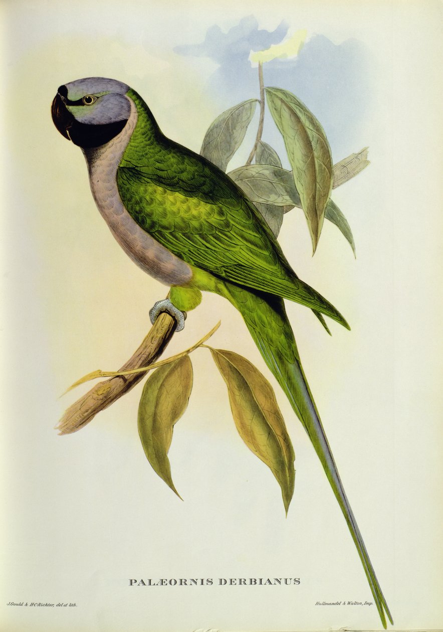Periquito: Palaeornis Derbianus, c.1850 de John Gould