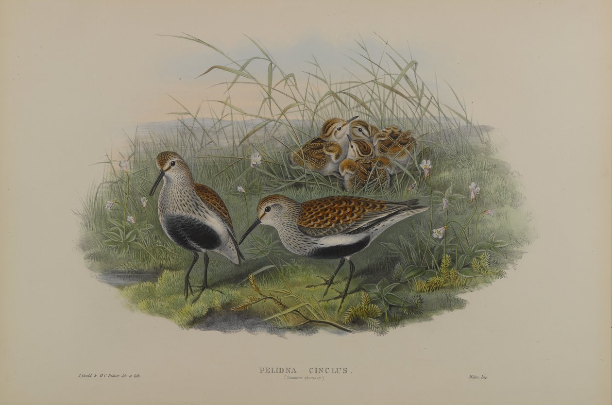 Pelinda Cinclus, plumagem de verão - Dunlin de John Gould