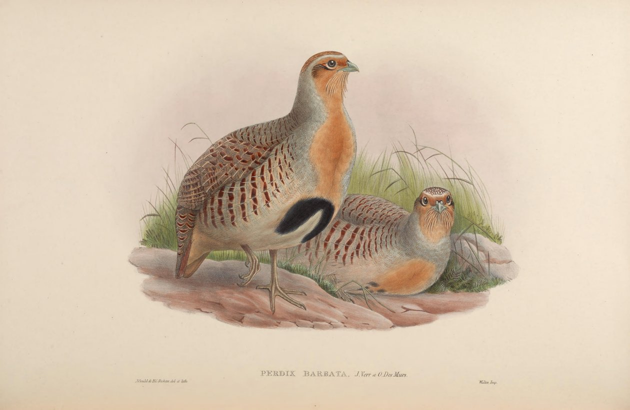Perdix barbata = Perdix dauurica de John Gould