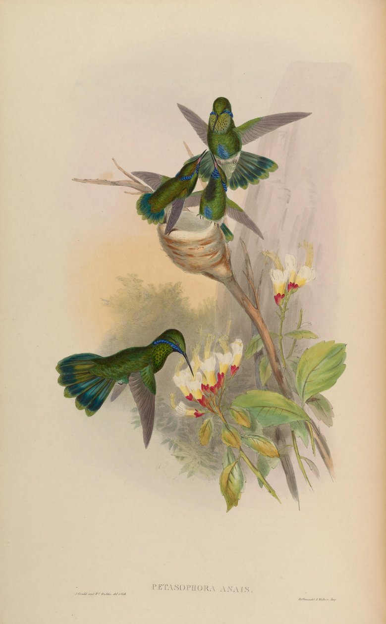 Petasophora Anais intermitente = Caemmun de John Gould